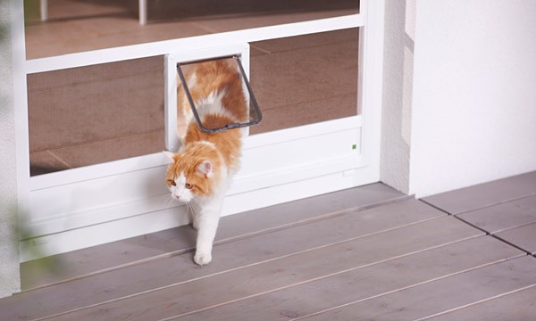 Insektenschutz mit Katzenklappe